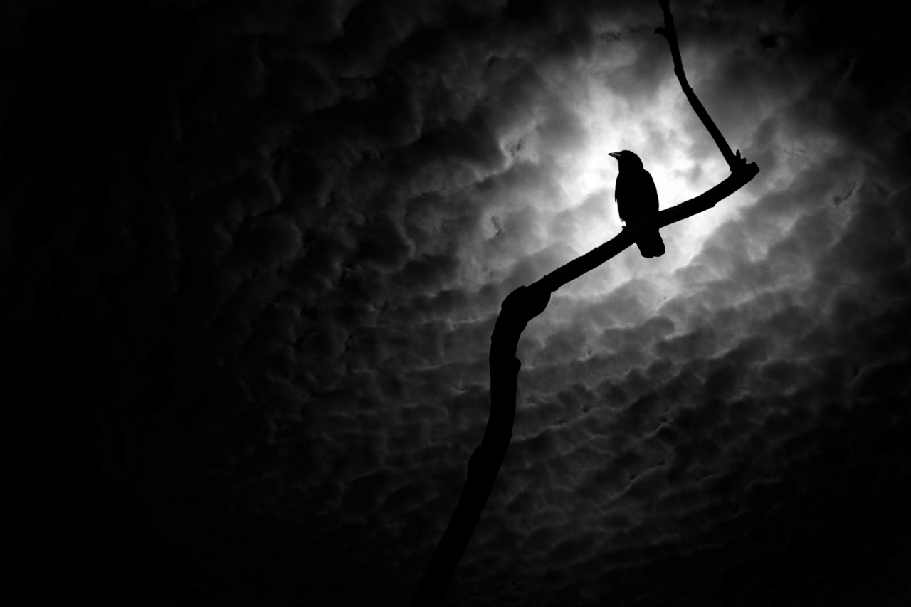 Crow, symbol to Badb, goddess of war and death in Celtic mythology