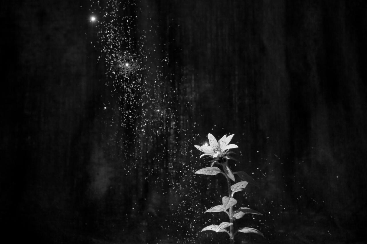 Fairies magic power