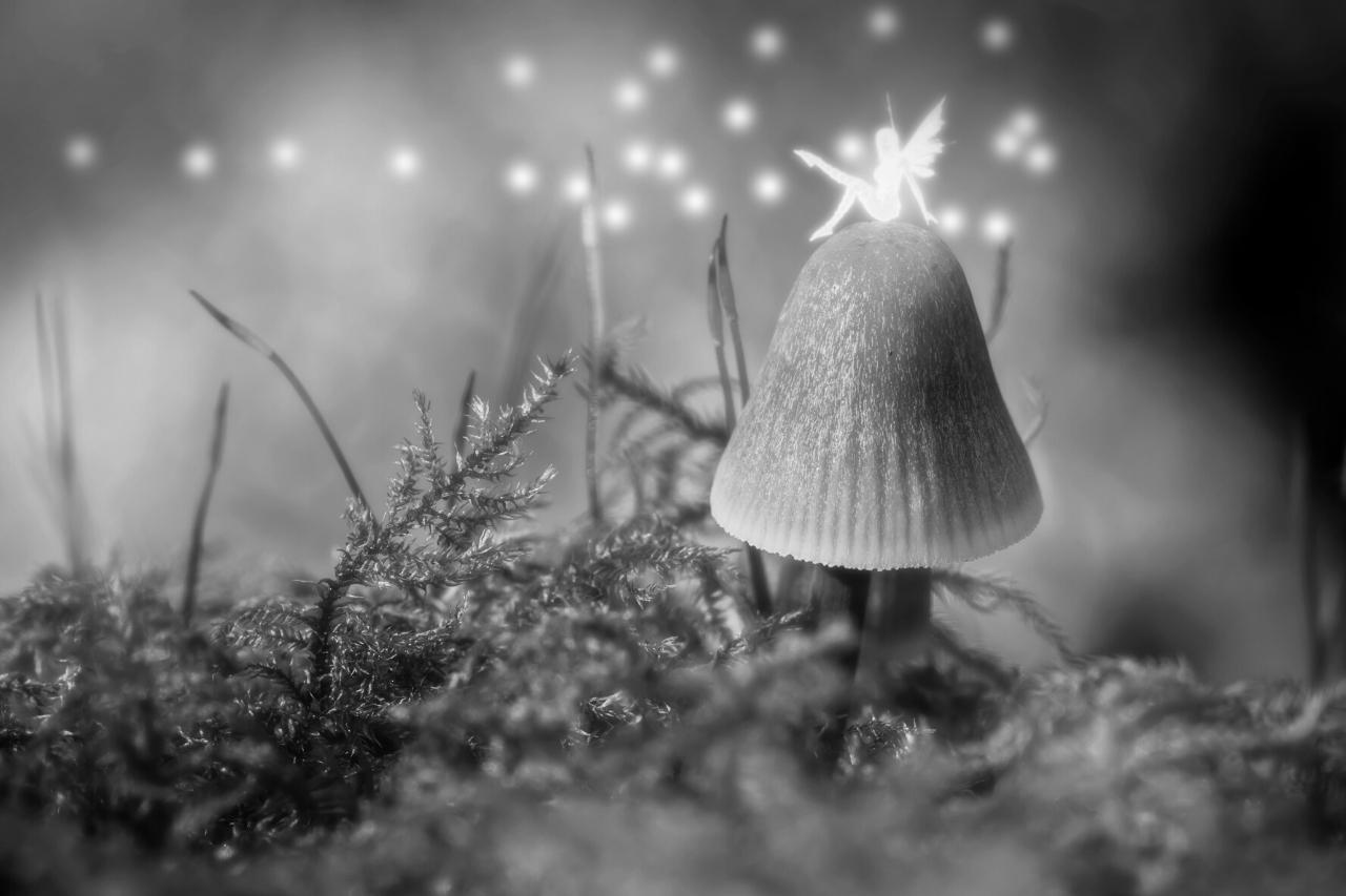 Fairies magic