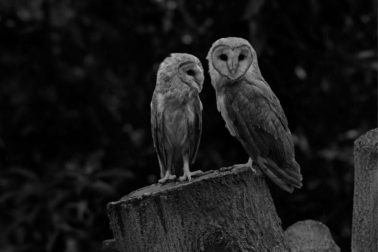 Owls in mythology