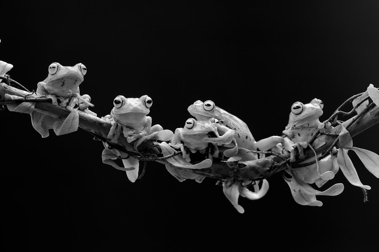 Plague of frogs